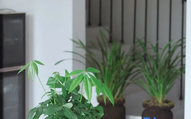 Yueyou Green Shade Courtyard (Dai Ethnic Ancient Town) — 2-star hotel in Dehong