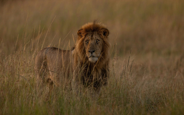 The Ritz-Carlton, Masai Mara Safari Camp