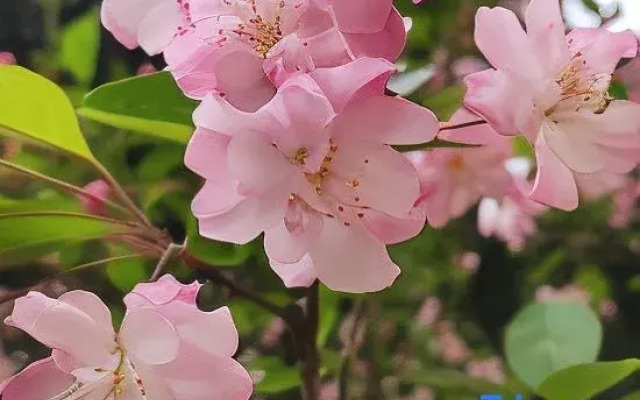 Youshe Theme Apartment (Wanda Plaza)