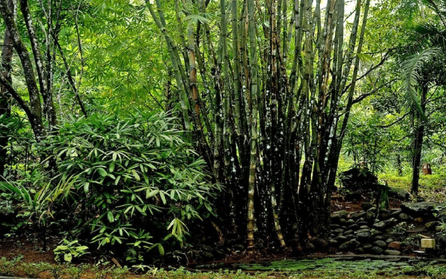 Wayanad Silverwoods Forest Resort & Spa