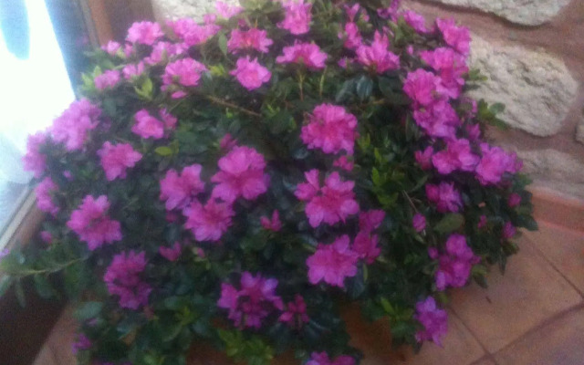 Simonetta Ai Musei Vaticani