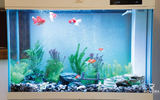 Rovers Beach Hostel JBR