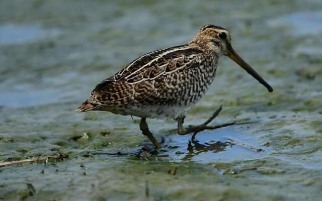 Waterbirds Family