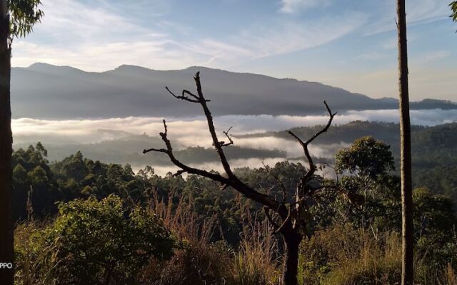 Munnar Jungle Camp