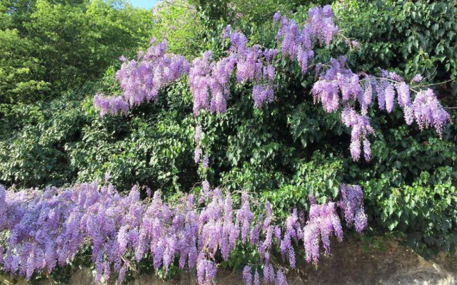 Affittacamere Villa Drusilla