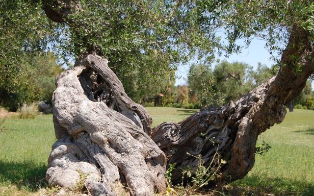Scalilla - L'Agriturismo