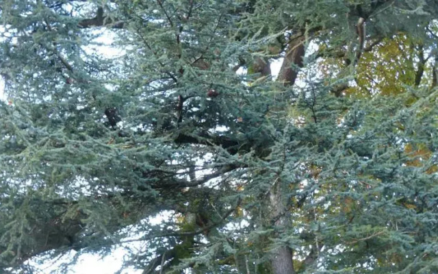 aux deux cèdres