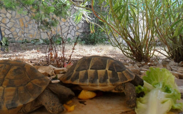 Zlato - With Pool - SA5 Maslina