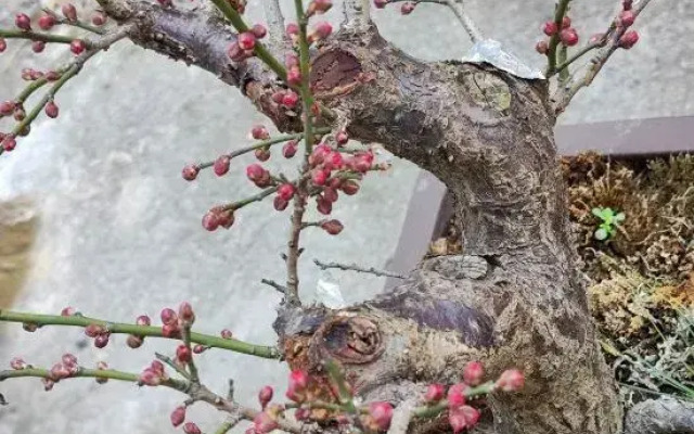 Poetry Painting Garden of Xianju