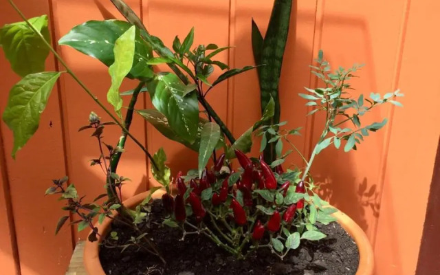 Sun Hostel Guarda do Embaú