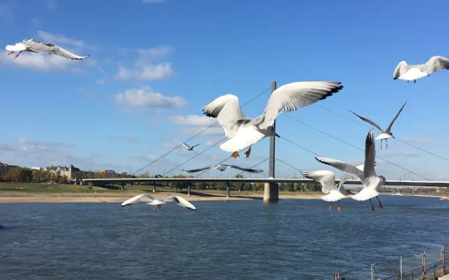 Knm Ms Switzerland I Dusseldorf