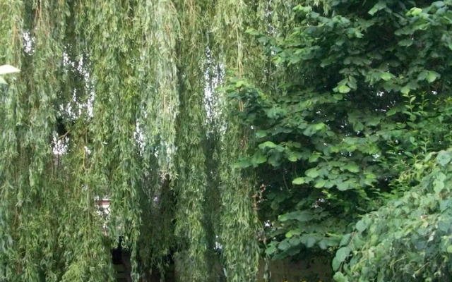 The Willow