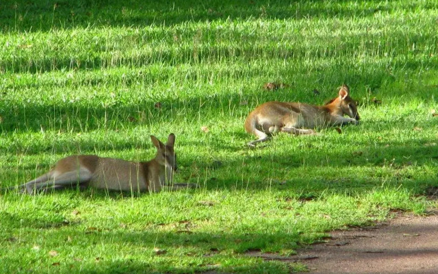 Corroboree Park Tavern