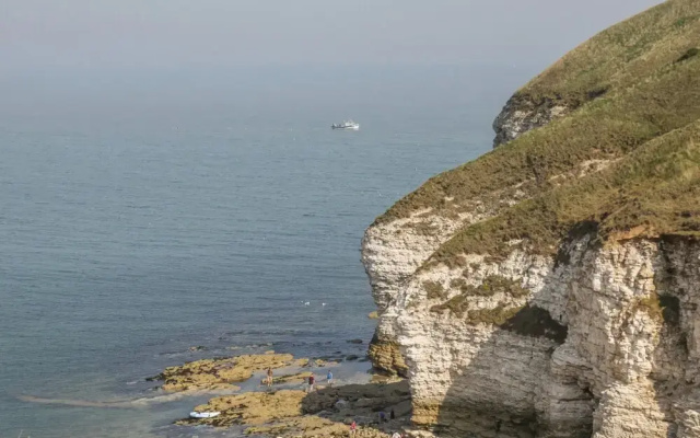 Guillemot