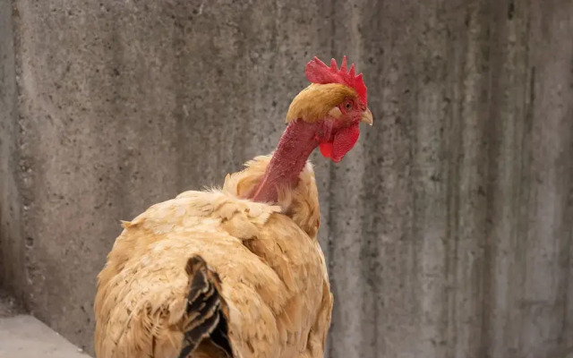 Agriturismo Pozzo Fiorito