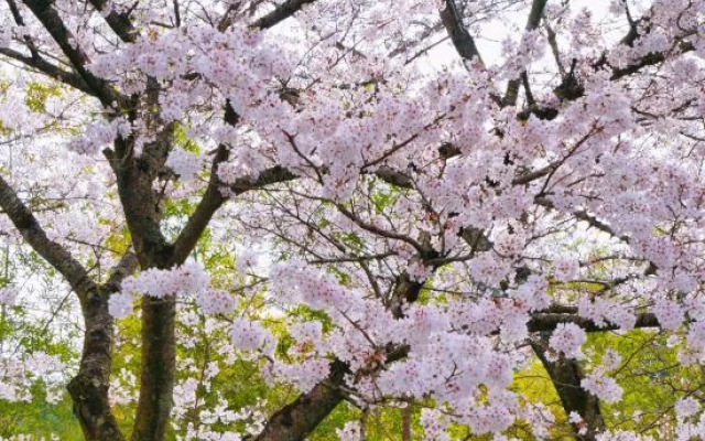 Oukai Villa Izumi