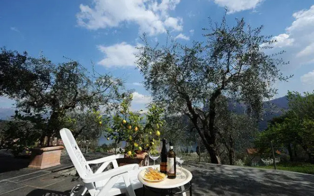 Olive Groves