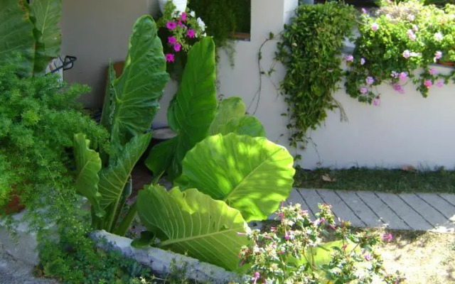 Apartments Radulović