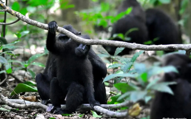 Tangkoko Jungle Homestay By OYO