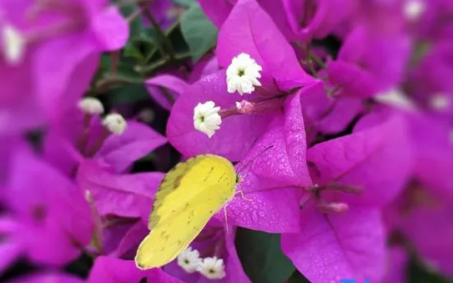 Nanmei Hot Spring Mountain Villa