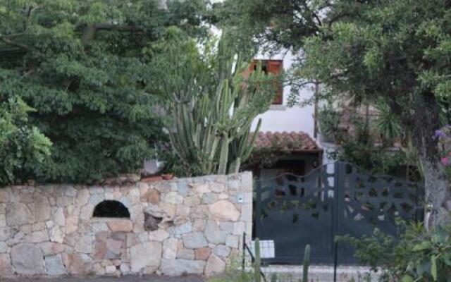 B&B Chorisia