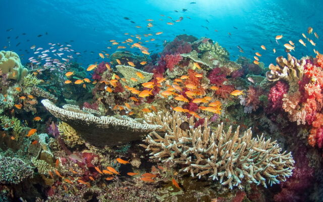 Paradise Taveuni