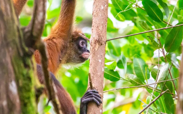 Palapa Hut Hostel & Camping