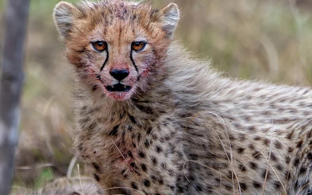 Sediba Luxury Safari Lodge