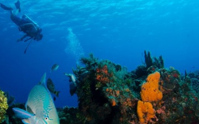 Golden Rock Dive And Nature Resort
