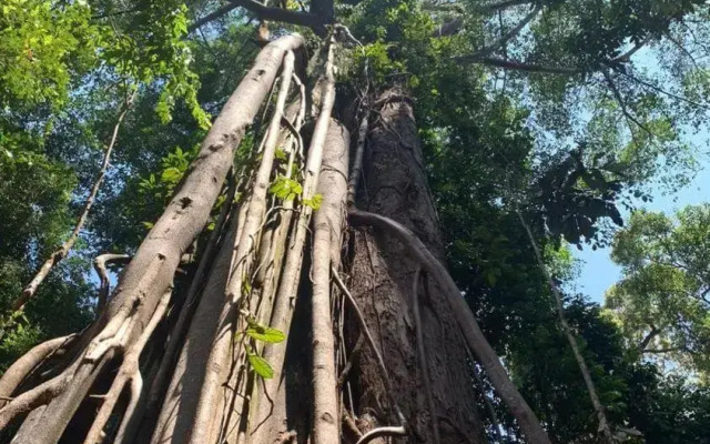 Wisma Batu Mandi and Jungle trekking