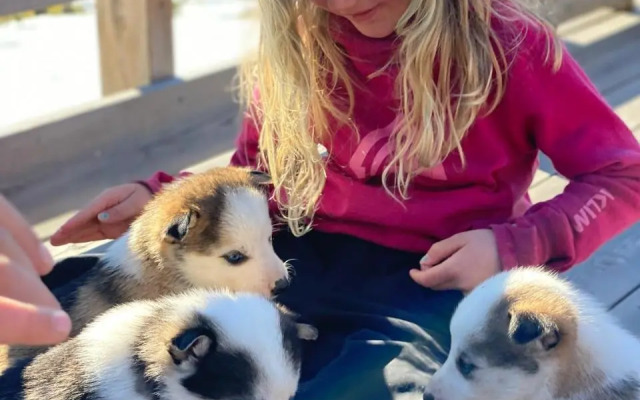 Jotunheimen Husky Lodge