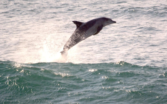 Ansteys Beach Self Catering Apartments