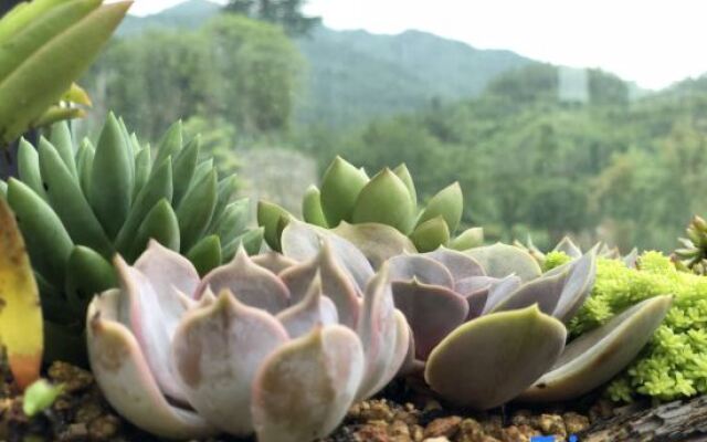 Anjing Old Tree Courtyard (Emeishan Scenic Area)