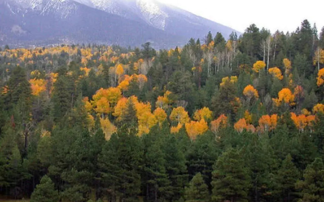 Elden Trails Bed and Breakfast