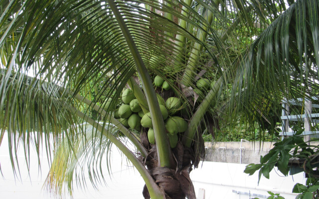 Blue Coconut Cancun Hotel