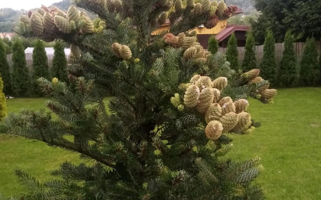 Ostravice