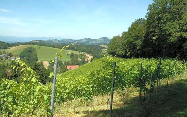 Weingut Schatz