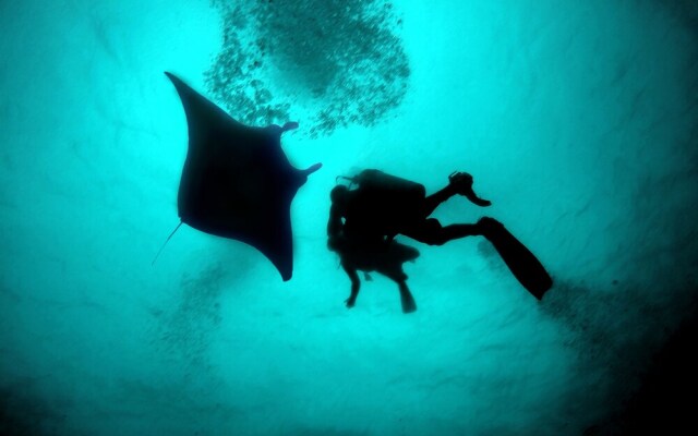 White Coral Rasdhoo