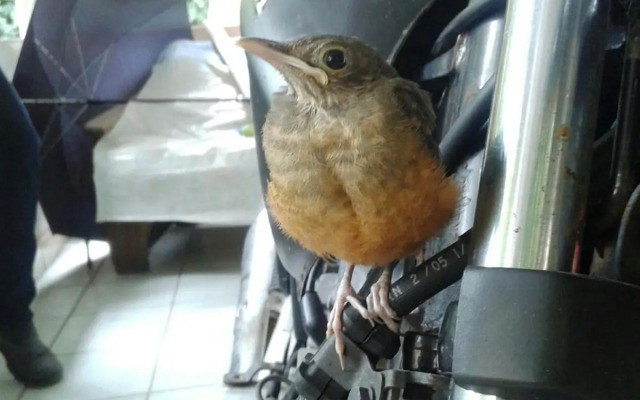 Quitinetes Rusticas Junto a Natureza - Bruxas e Bruxos