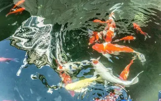 Dali Ayue Homestay (Longkan Wharf Branch)