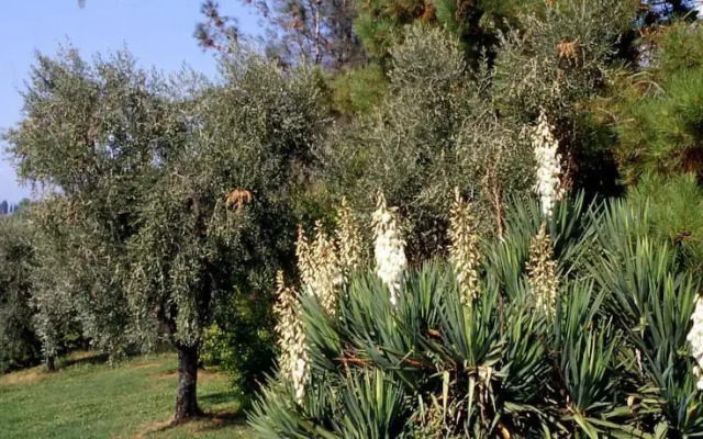 Colle Di Bordocheo