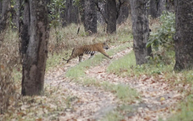 Suklaphanta Jungle Cottage