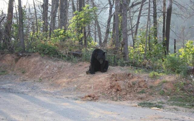 Mountain Haven - Relax & enjoy AMAZING 180 Degree Views of Mt LeConte