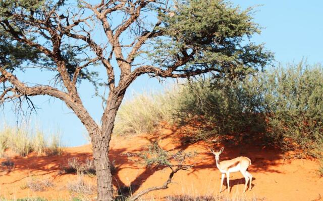 Camelthorn Kalahari Lodge