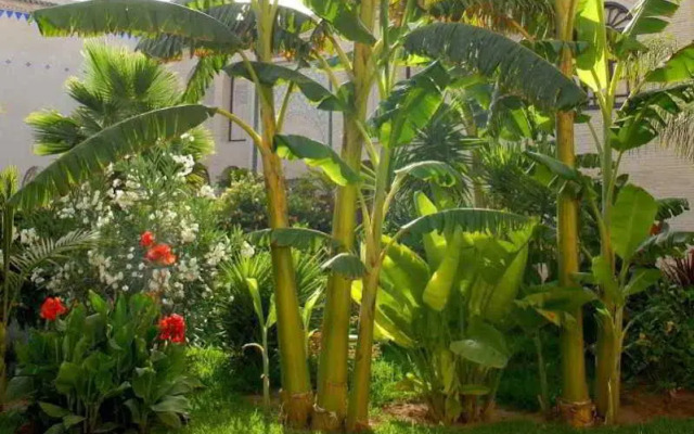 Riad Alkantara