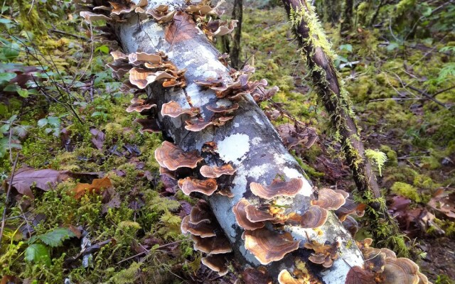 The Cabin at Moon Dance