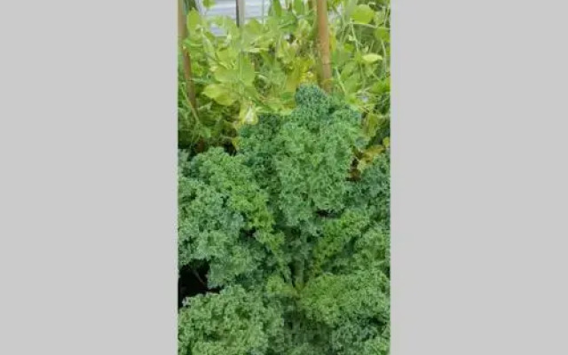 Kerikeri Blue Chair B&B