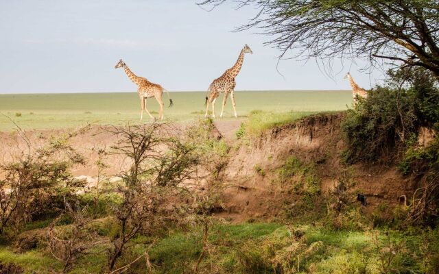 Basecamp Masai Mara