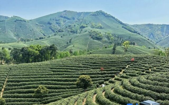 Yunqinyao Mountain White Tea Valley Holiday Villa