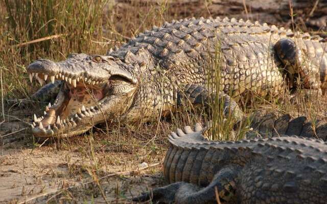 Victoria Lake View Guest House & Safaris